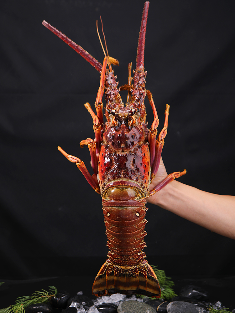 品味深海珍饈 百鮮薈古巴龍蝦、大花龍蝦、青澳龍冷凍海鮮禮盒，盡享年夜盛宴與送禮佳選