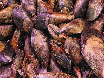 海鮮素描 海洋深處的藝術(shù)靈感