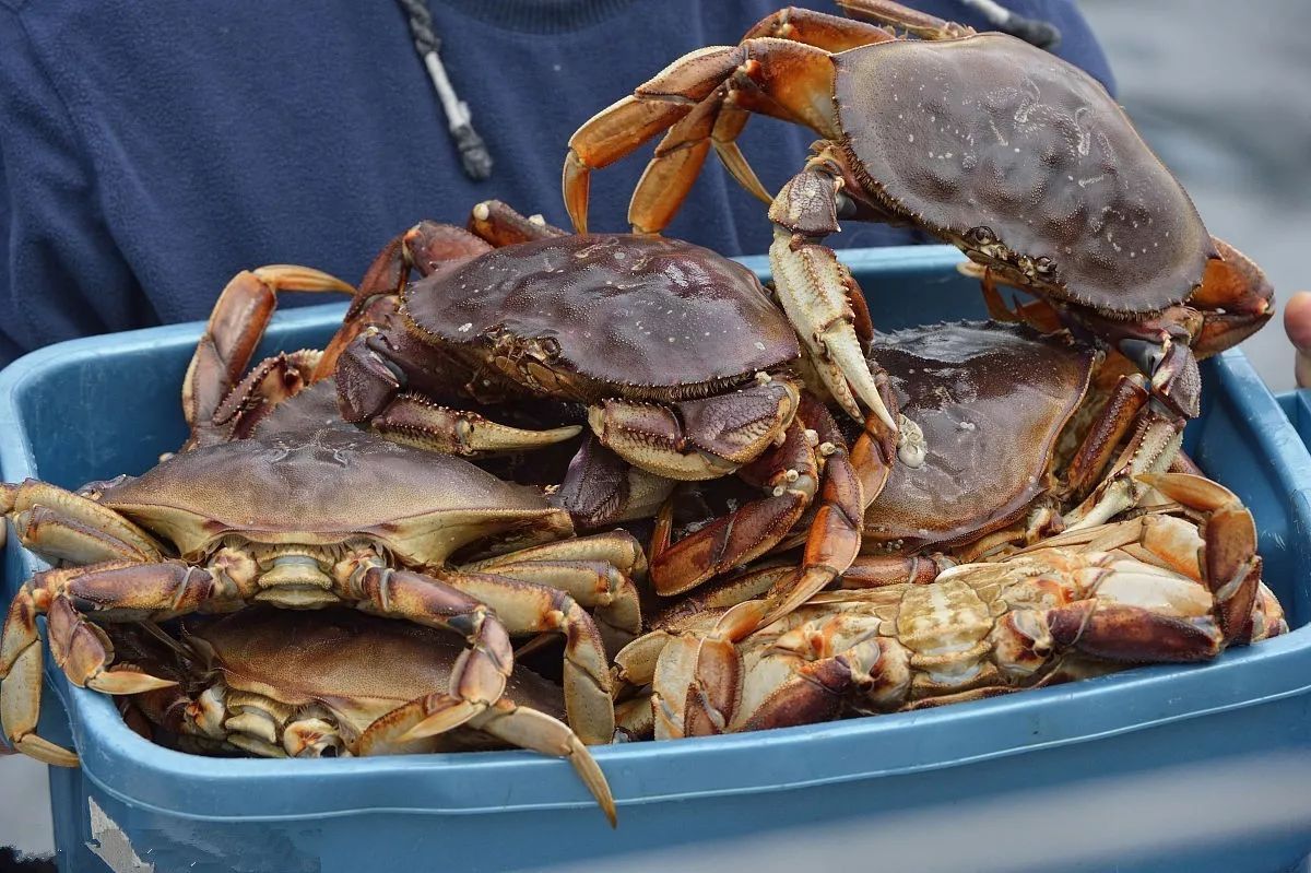 珍寶蟹 肉厚肥美，但別誤抓母蟹